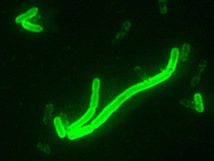 폐렴 페스트에 대한 최초의 mRNA 백신