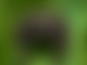 Spider with a captivating gaze