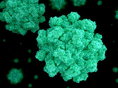 노로바이러스에 대한 새로운 백신