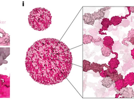접힘 보조 단백질, 세포 내에서 특수 단위로 스스로 조직