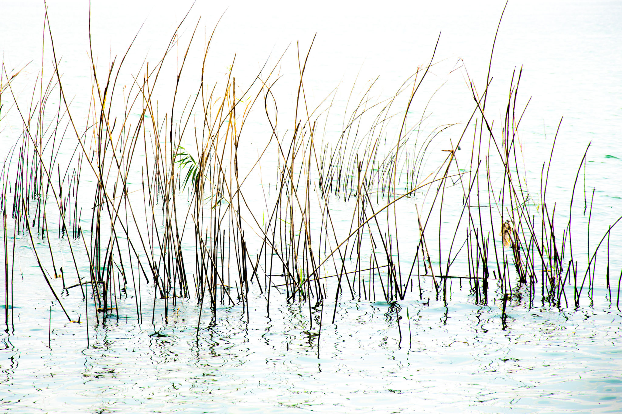 Water Expressions #6