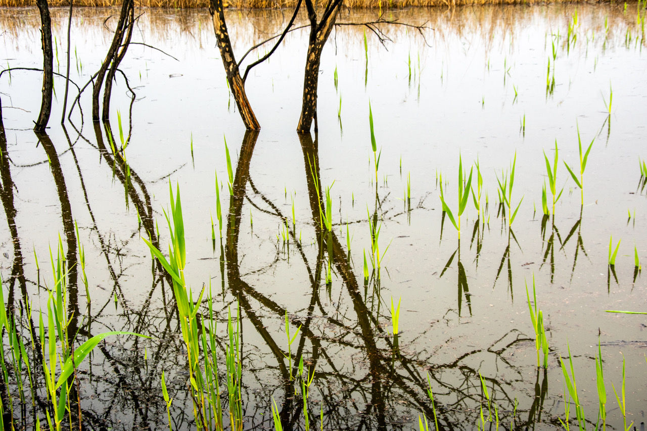 Water Expressions #4