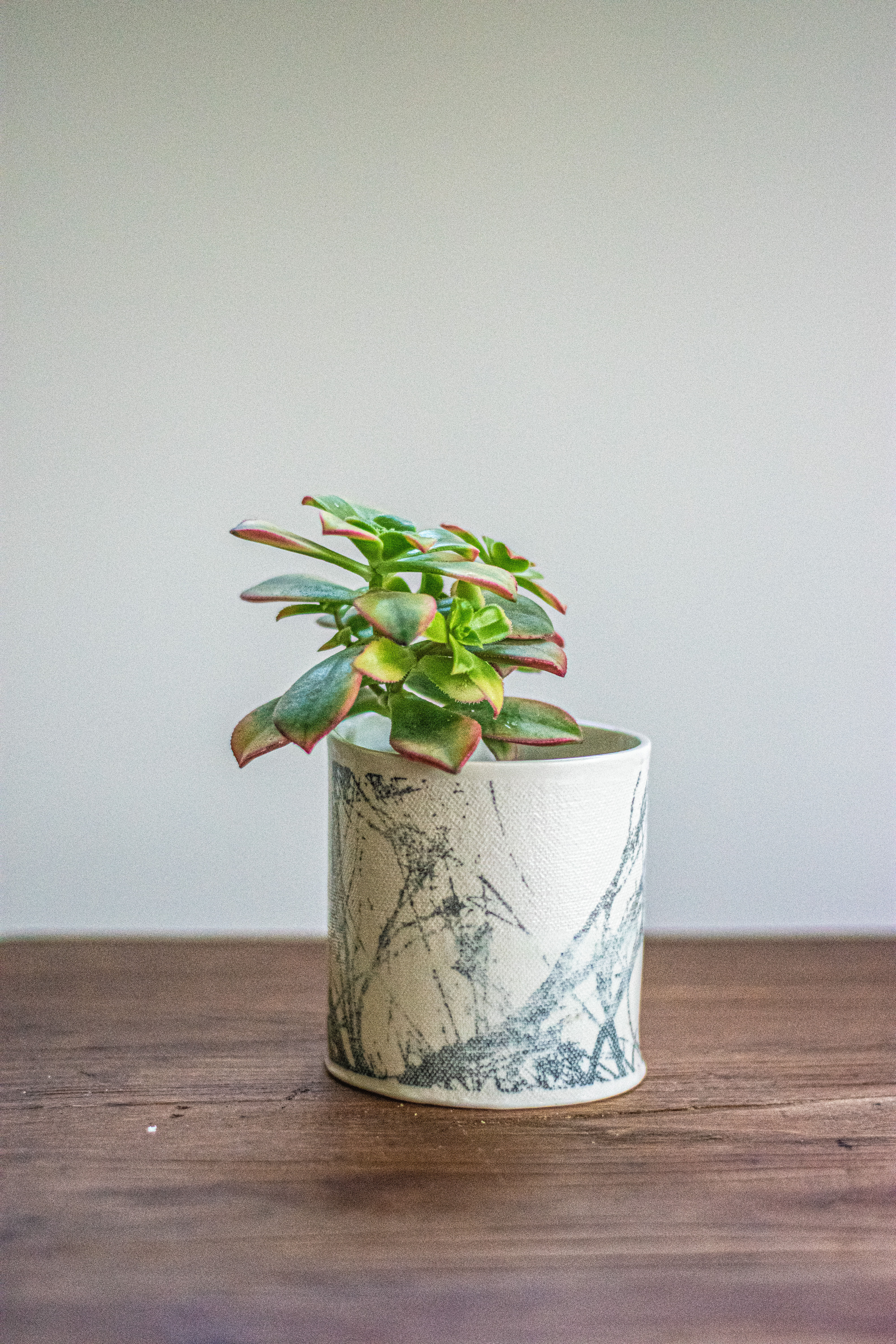 כלי לסוקולנט עם הדפס עדין