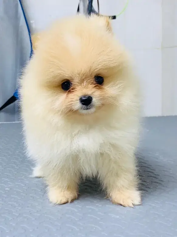 Toy Pomeranian Puppy