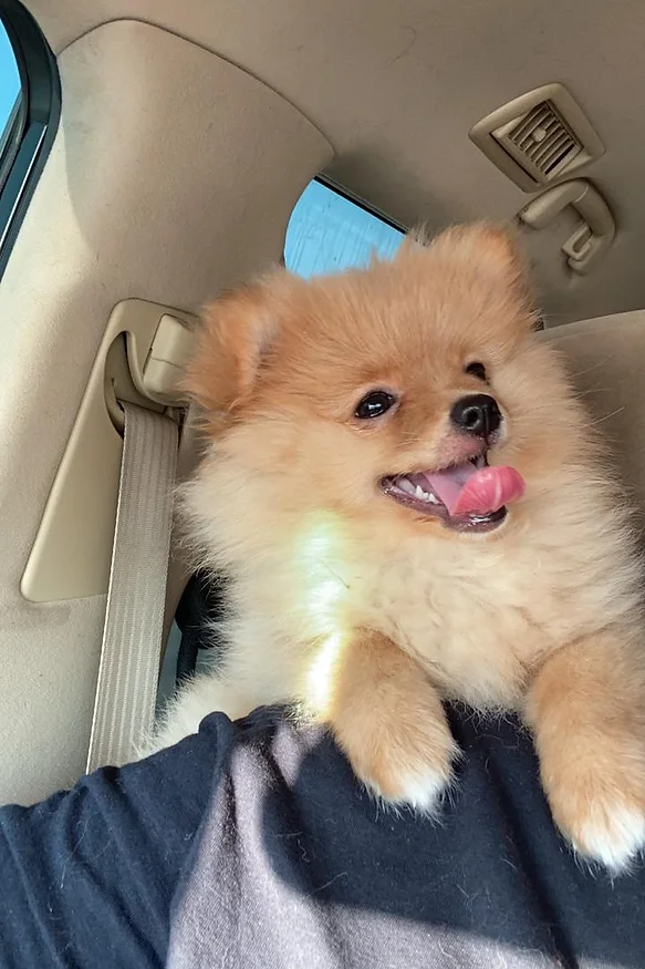Guide to Buying and Caring for Pomeranian Puppies