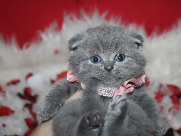 Scottish Fold kitten