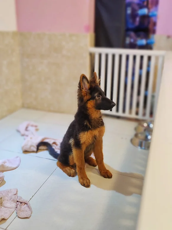 German Shepherds