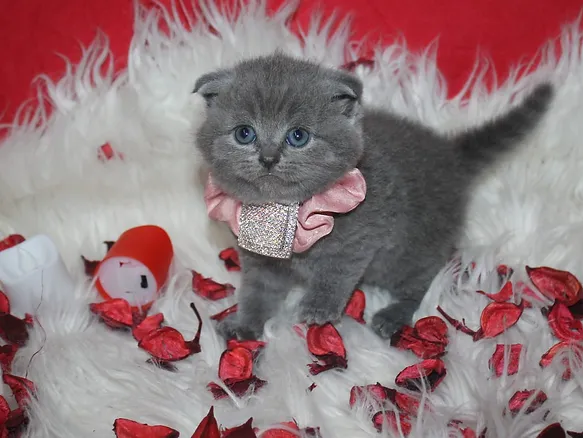 Scottish Fold kitten