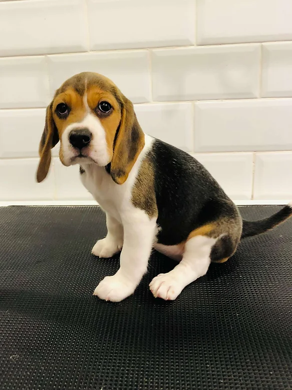 Beagle Puppies
