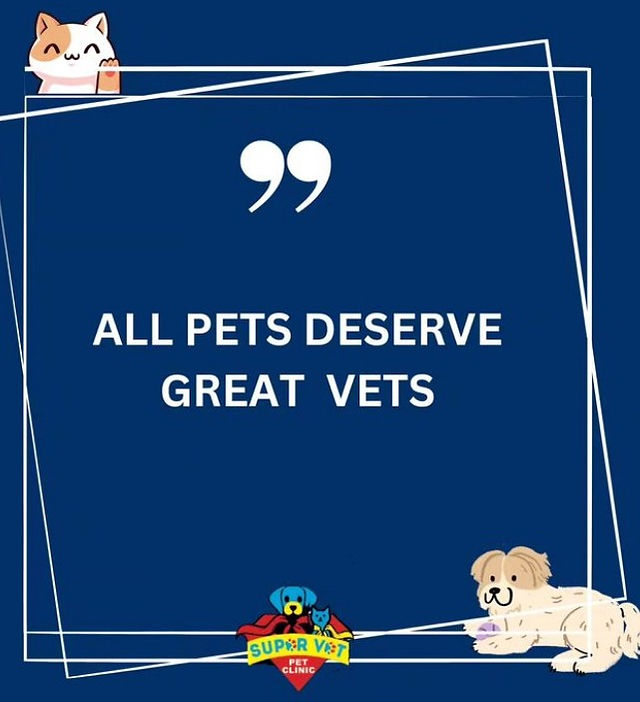 Common skin problems in pets
