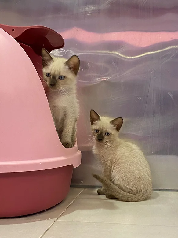 Siamese 
