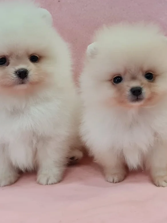 Mini Pom Pups