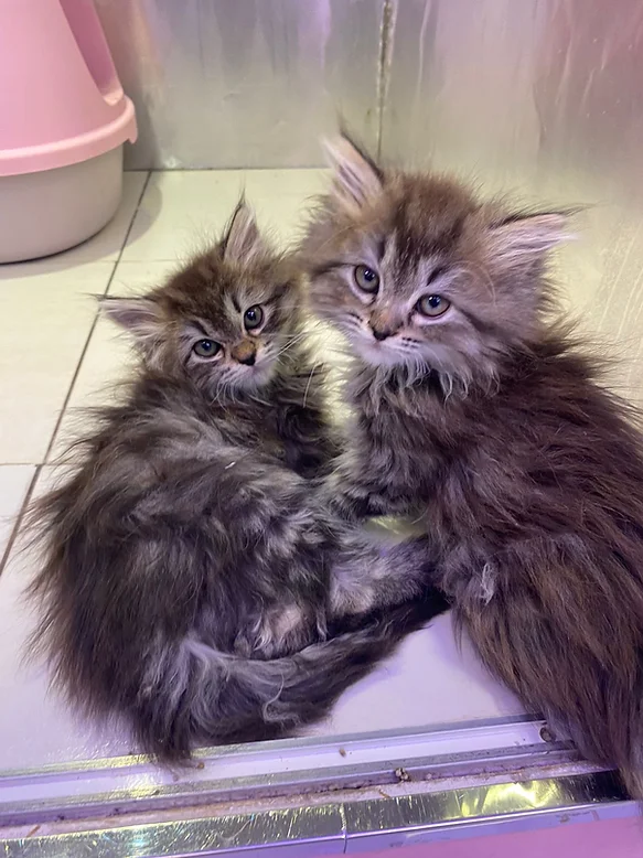 Siberian kittens