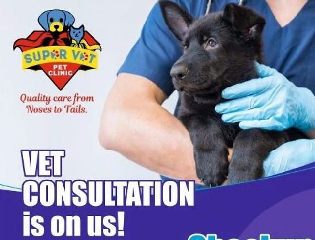Common skin problems in pets