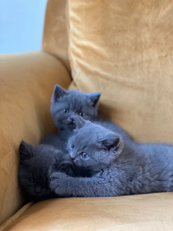 British shorthair
