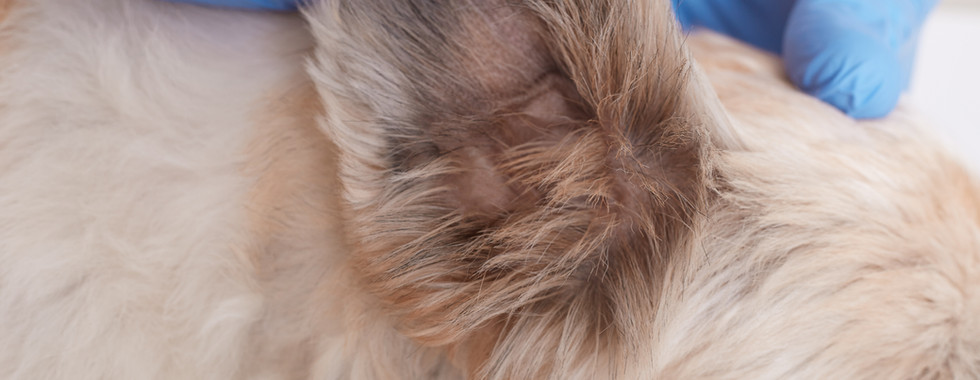 What do ear mites look like in dogs