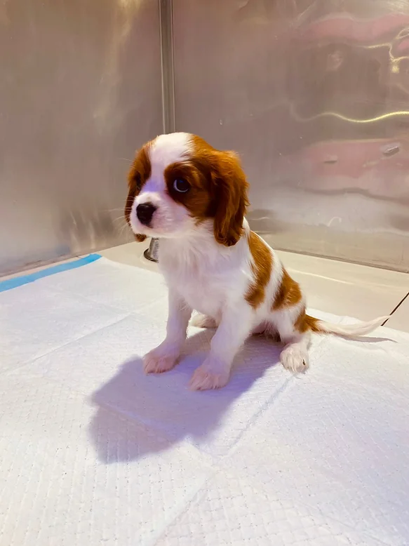  Cavalier King Charles Spaniel