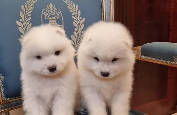 Samoyed Puppy