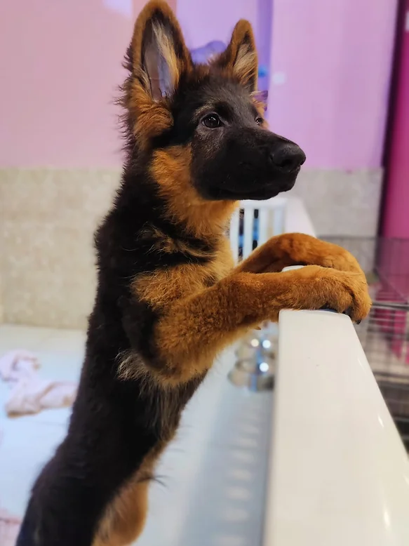 German Shepherds