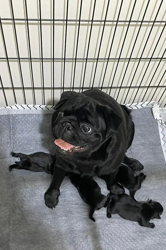 black Pug puppy in 2024