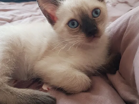 Siamese 