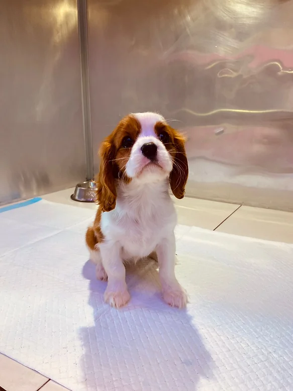  Cavalier King Charles Spaniel.
