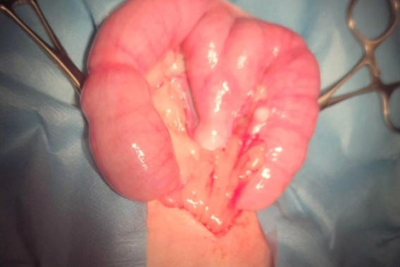 Yorkshire Terriers Tracheal Collapse