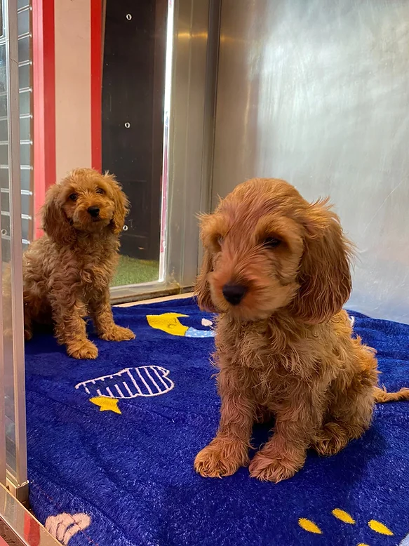 Cockapoo