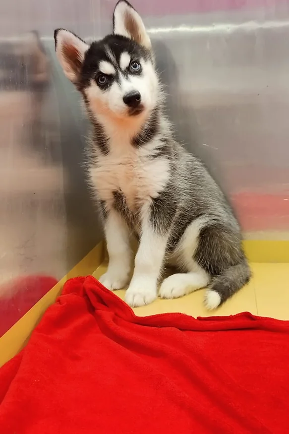 Siberian Husky