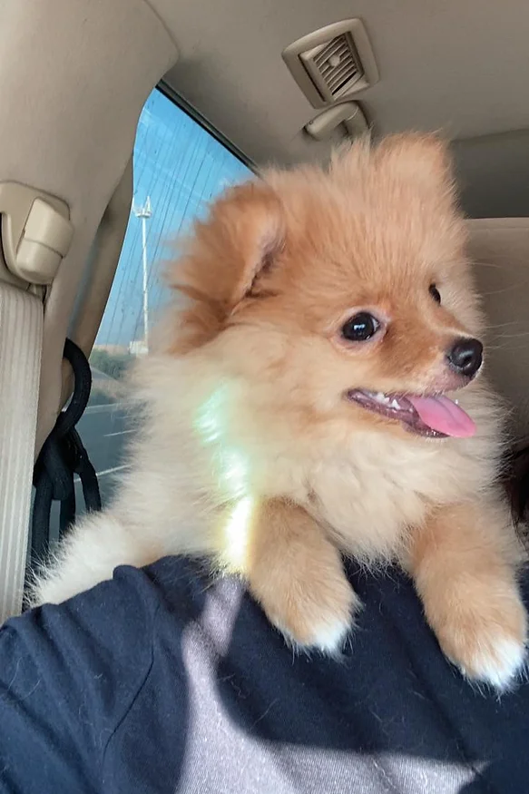 Guide to Buying and Caring for Pomeranian Puppies