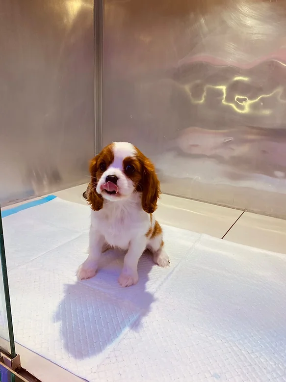  Cavalier King Charles Spaniel