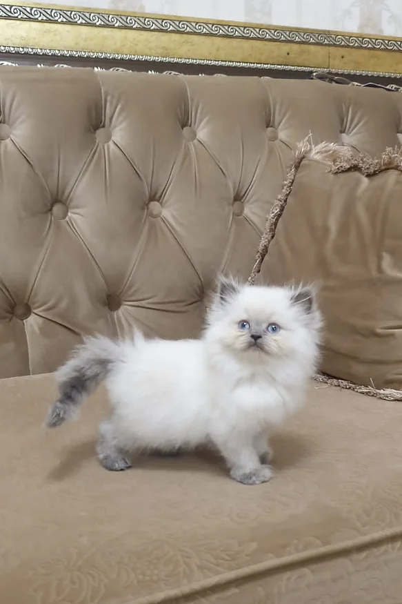Himalayan kittens