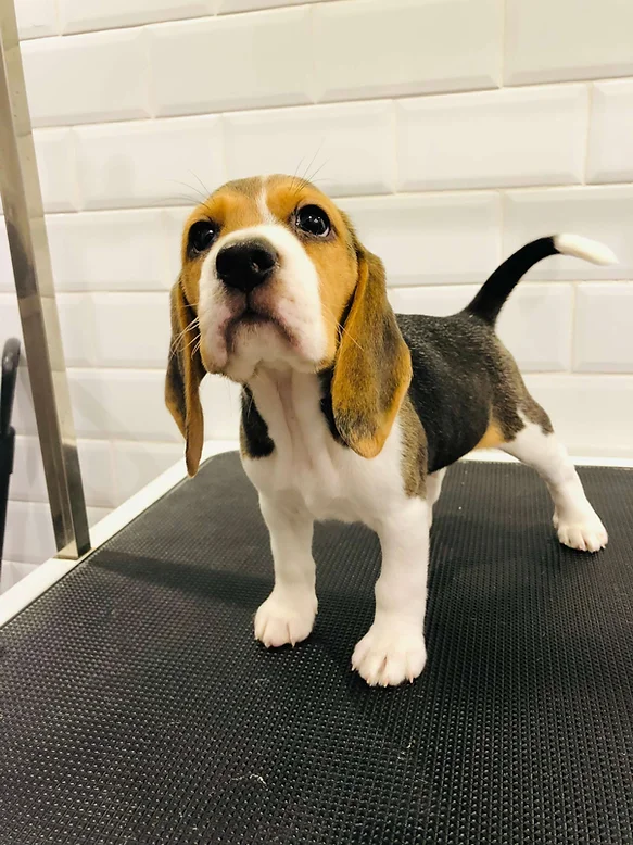 Beagle Puppies