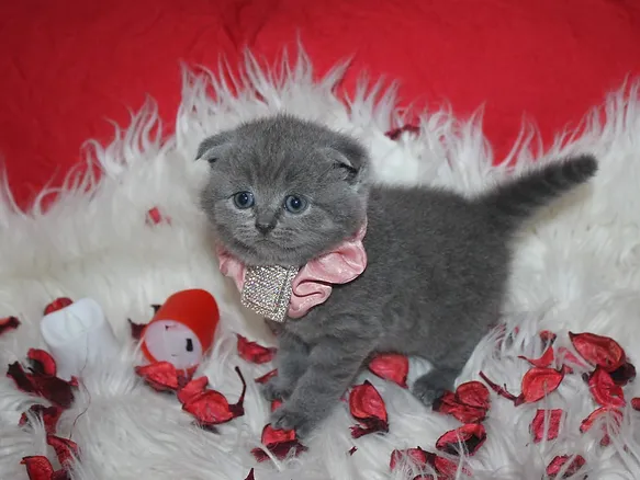 Scottish Fold kitten