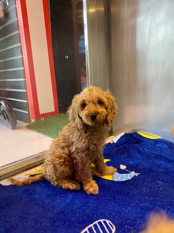 Cockapoo