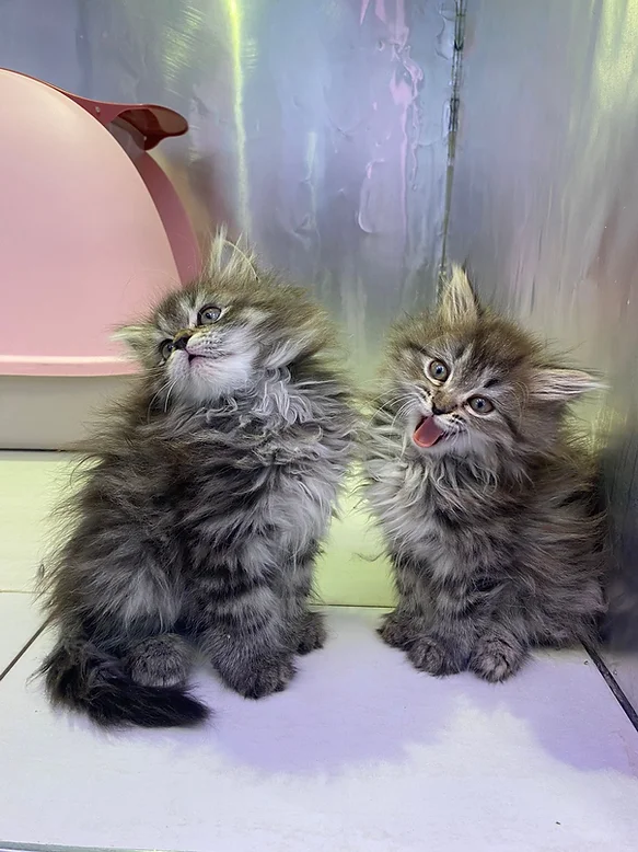 Siberian kittens