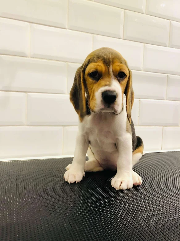 Beagle Puppies