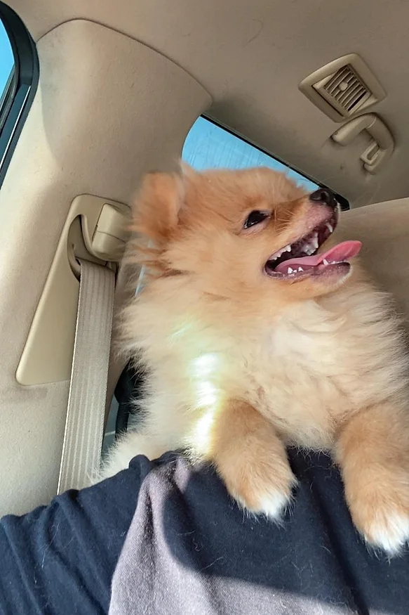 Guide to Buying and Caring for Pomeranian Puppies