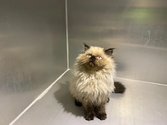 Himalayan kittens