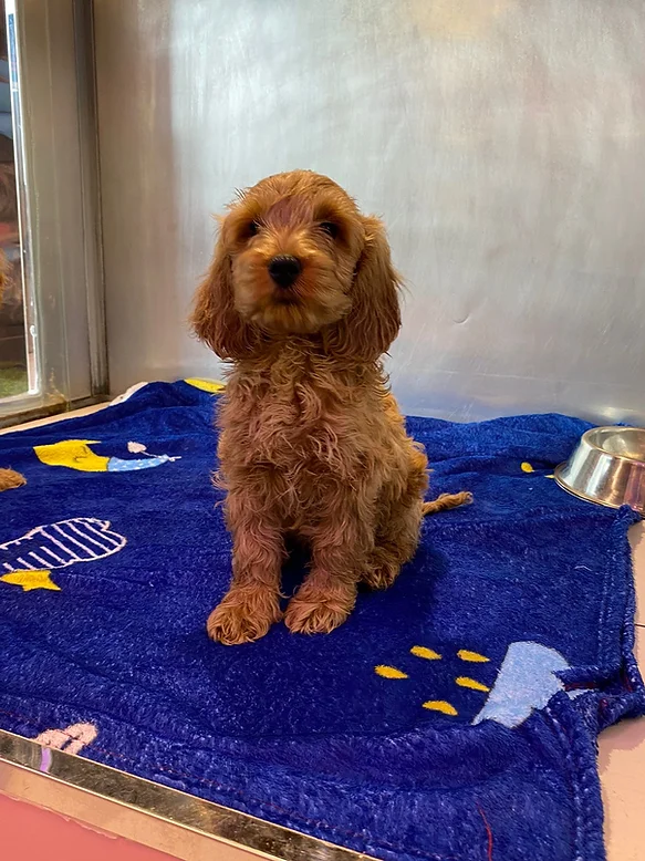 Cockapoo