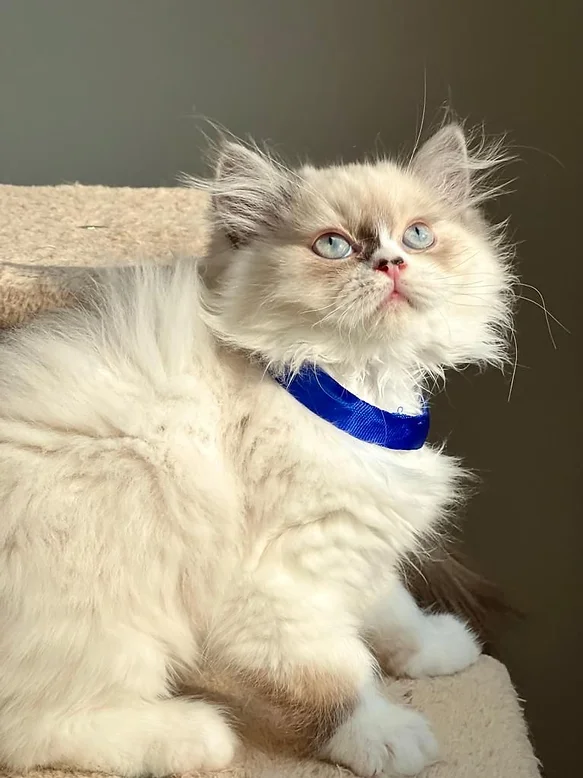 Ragdoll Kittens