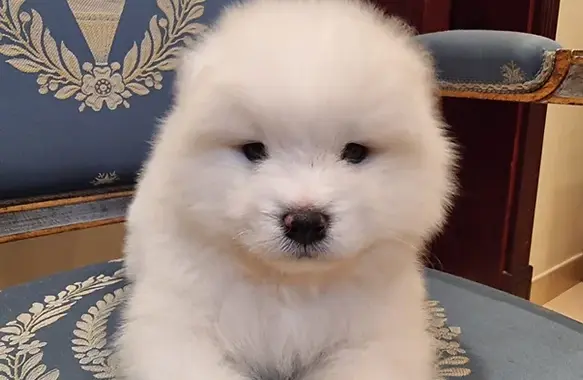 "Comprehensive Guide to Samoyed Care: From Size to Temperament, Exercise, Shedding, and Grooming"