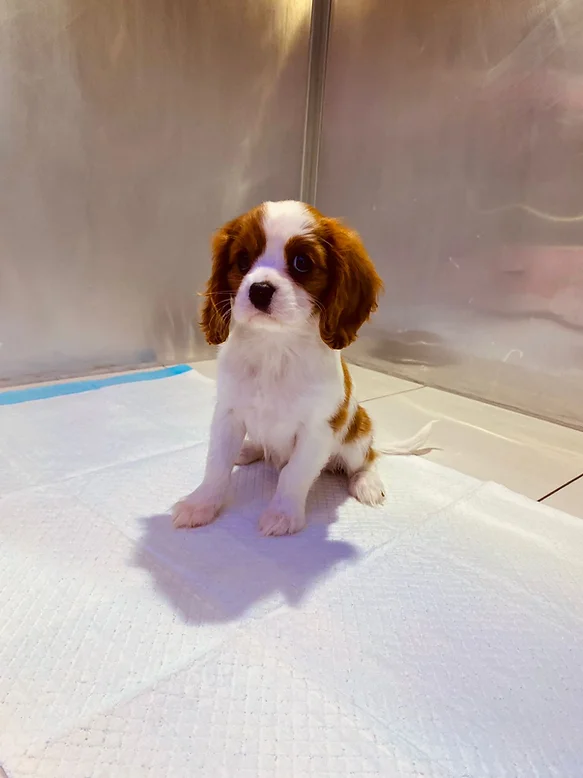  Cavalier King Charles Spaniel.