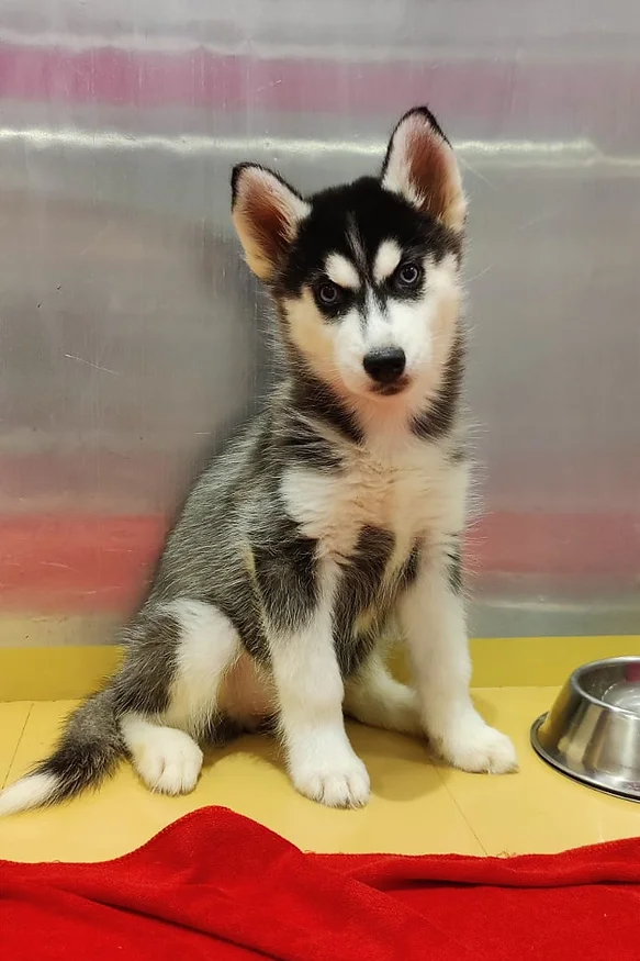 Siberian Husky