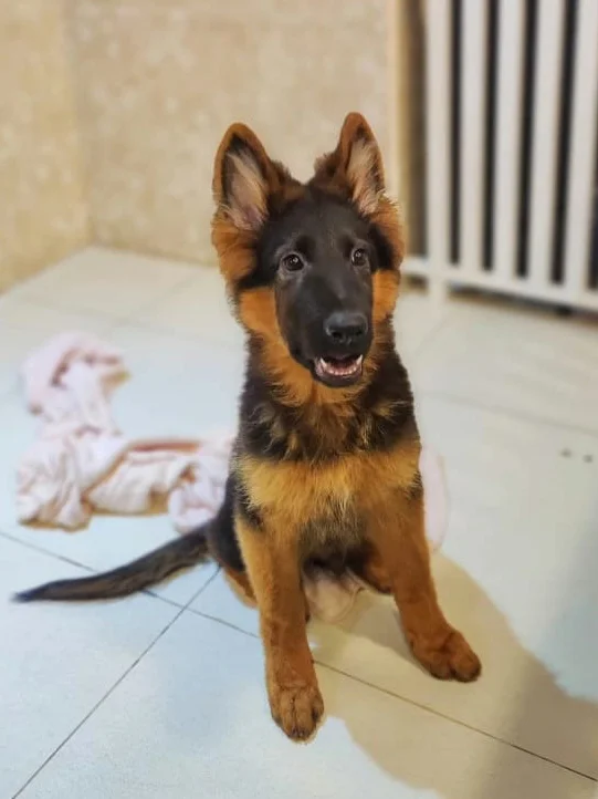 German Shepherds