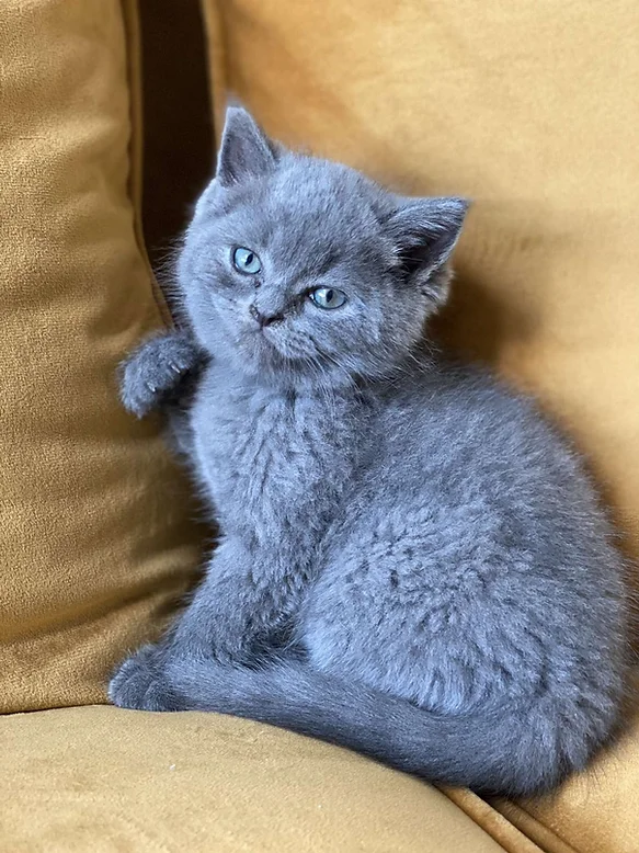 British shorthair