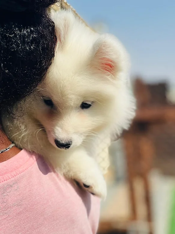 Samoyed Puppy
