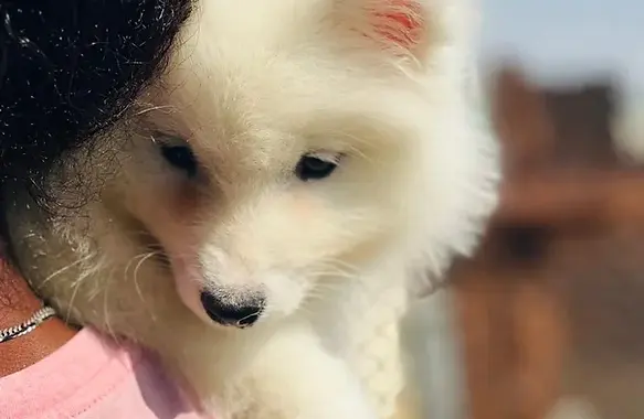 Samoyed Puppy