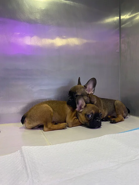 French Bulldogs