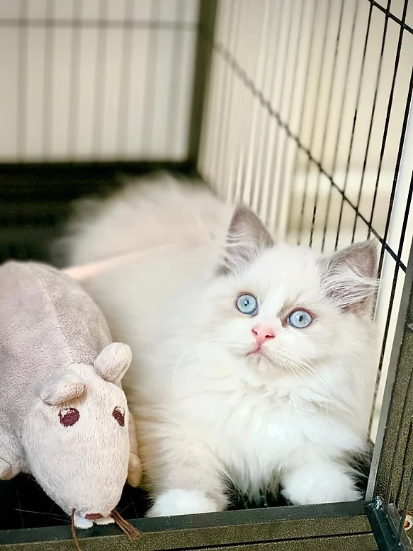Ragdoll Kittens
